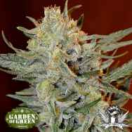 Garden of Green Seeds Amnesia Lemon Kush